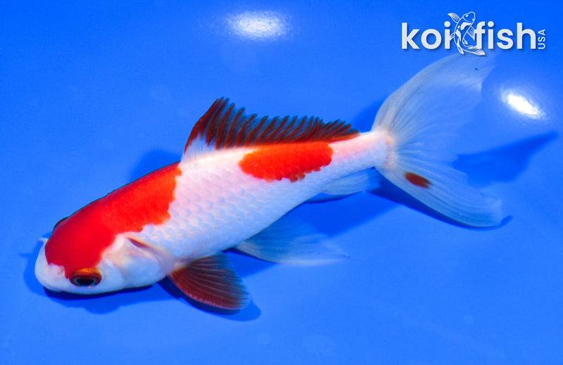 5.75" SARASA WAKIN GOLDFISH