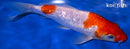 8" GINRIN KOHAKU