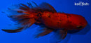 5" CALICO FANTAIL ORANDA GOLDFISH