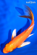 5.75" ORENJI OGON BUTTERFLY