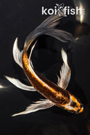8" BENI KIKOKURYU BUTTERFLY