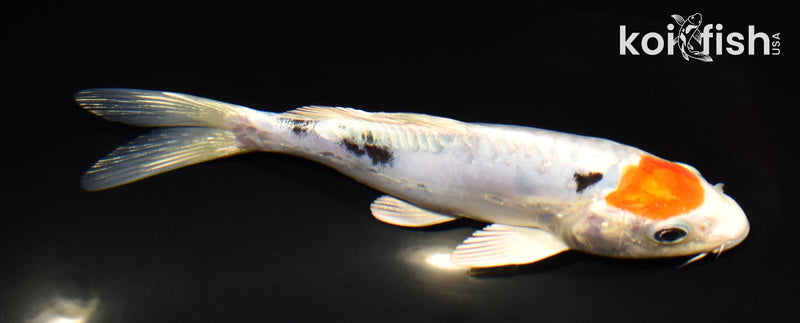 6.25" HEISEI NISHIKI