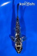 4.5" GINRIN ARAGOKE KIKOKURYU