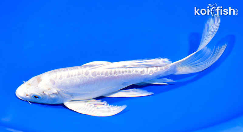 7.25" GINRIN ARAGOKE PLATINUM OGON BUTTERFLY