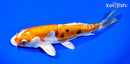 7.75" HEISEI NISHIKI