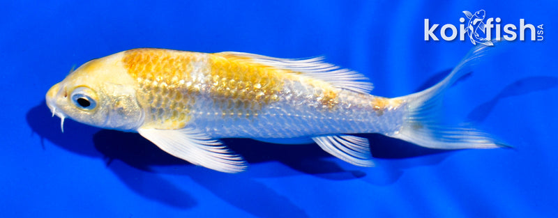 4.5" GINRIN LEMON HARIWAKE BUTTERFLY