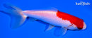 5.25" SARASA WAKIN GOLDFISH