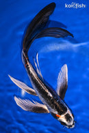 10.25" BENI KIKOKURYU BUTTERFLY