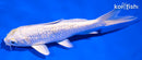 5.5" GINRIN HARIWAKE