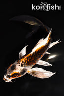 7.25" BENI GINGA BUTTERFLY