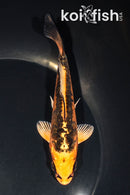 5.5" ARAGOKE ORENJI MATSUBA