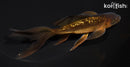 6.75" GINRIN CHAGOI BUTTERFLY