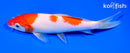 6.75" KOHAKU