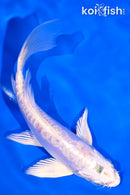 5.5" GINRIN ARAGOKE PLATINUM OGON BUTTERFLY