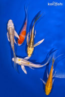 PACK OF (5) 3.75-4.5" BUTTERFLY KOI