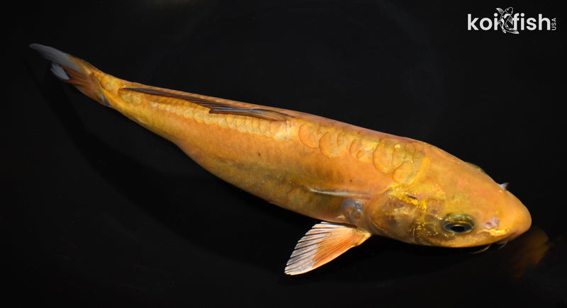 11" DOITSU CHAGOI