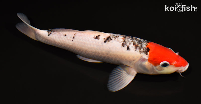 10.75" GOSHIKI