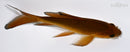 5.25" CHAGOI BUTTERFLY