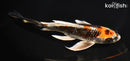 8.5" BENI GINGA BUTTERFLY