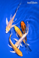 PACK OF (5) 4.5-5" BUTTERFLY KOI