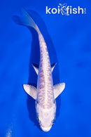 4.5" ARAGOKE PLATINUM OGON