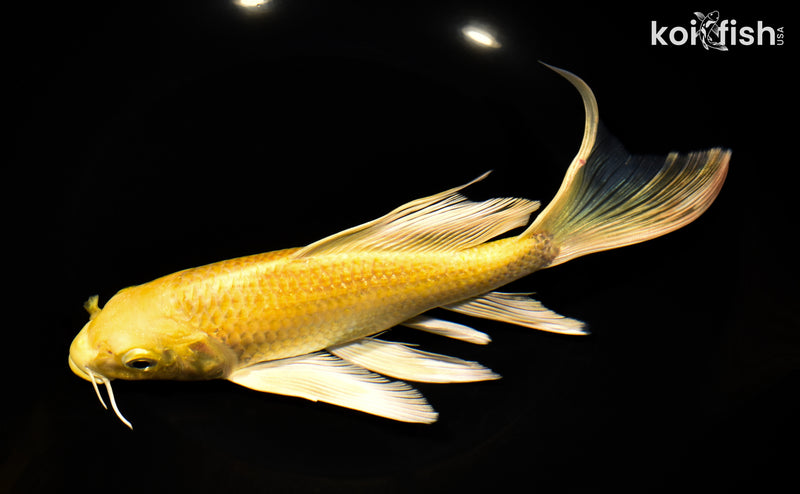8.25" YAMABUKI  OGON BUTTERFLY