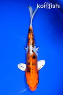 7.75" HEISEI NISHIKI