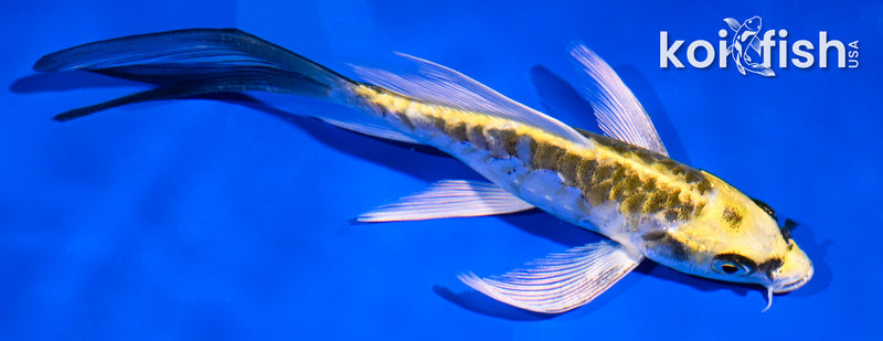 5" KIN KIKOKURYU BUTTERFLY