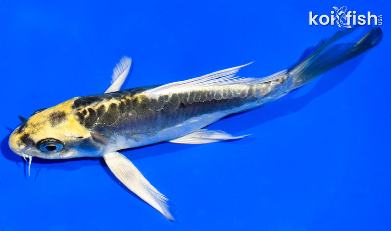 6" KIN KIKOKURYU BUTTERFLY