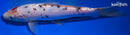 9" TANCHO SANKE