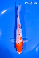6.5" KUCHIBENI BENI KUMONRYU