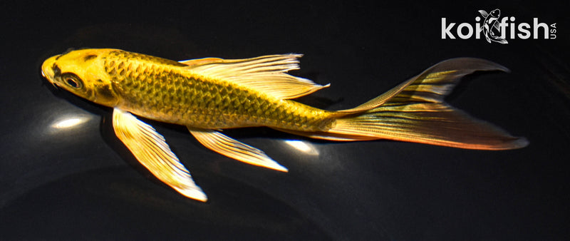 7.5" KI MATSUBA BUTTERFLY