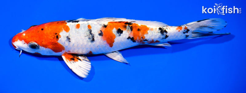 8.5" YAMATO NISHIKI