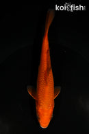5.5" CHAGOI
