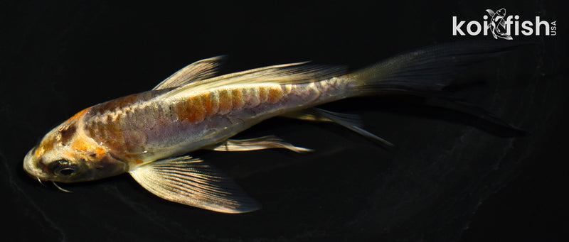5.5" ARAGOKE  KIN KIKOKURYU BUTTERFLY