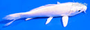 5" PLATINUM OGON