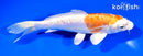 7.5" KIKUSUI