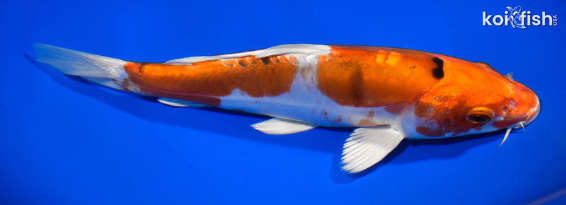 8.5" HEISEI NISHIKI