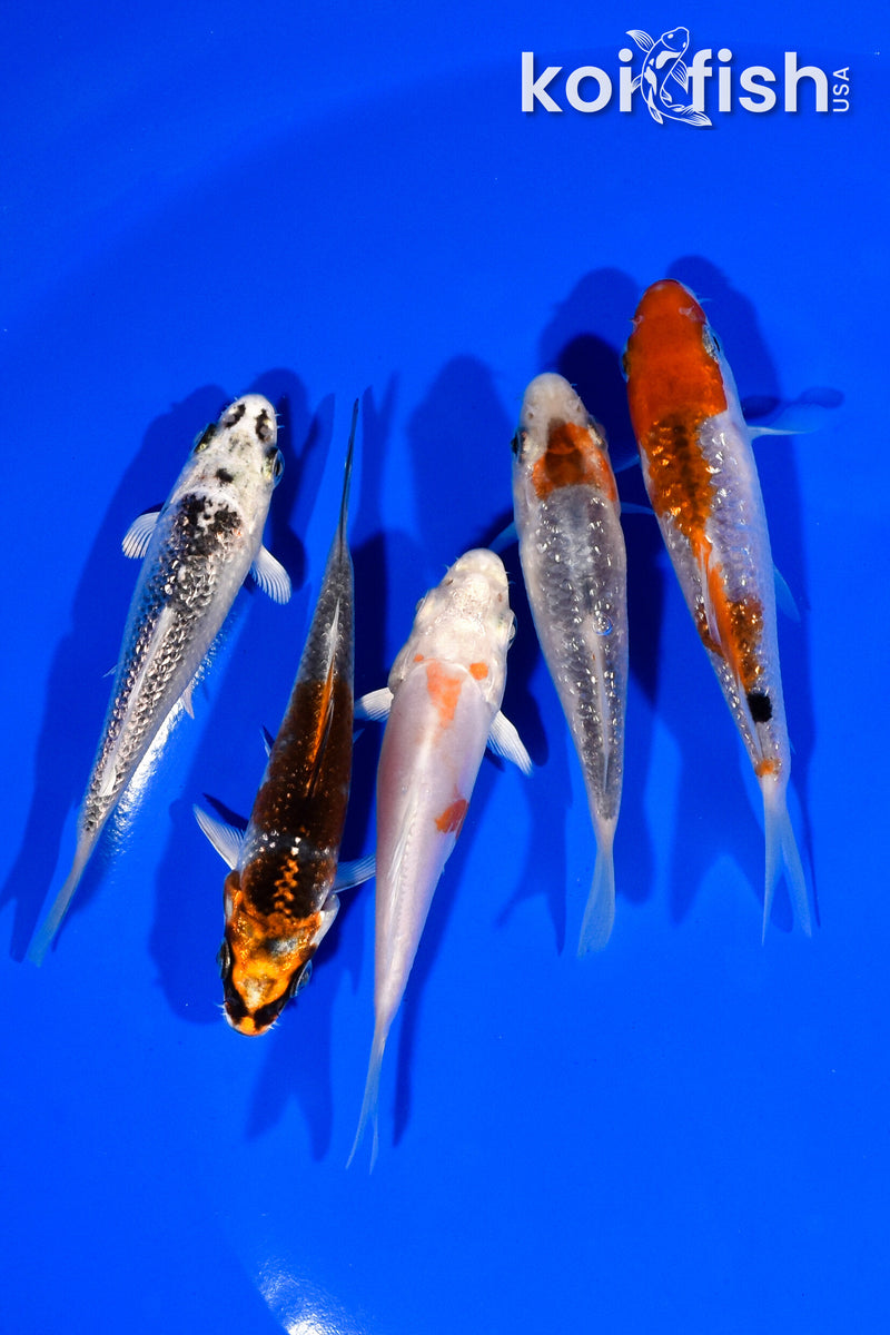 PACK OF (5) 3.5"- 4" STANDARD KOI
