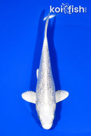 6" GINRIN PLATINUM OGON