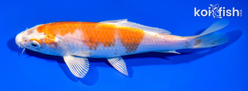 6.25" HARIWAKE