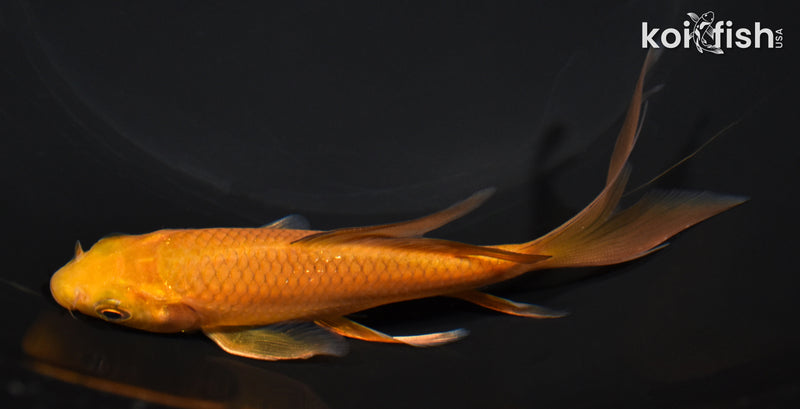 5" CHAGOI BUTTERFLY