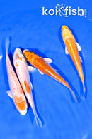 PACK OF (4) 4.25-4.5" STANDARD KOI