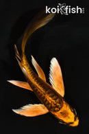 5" GINRIN ARAGOKE BENI KIKOKURYU BUTTERFLY