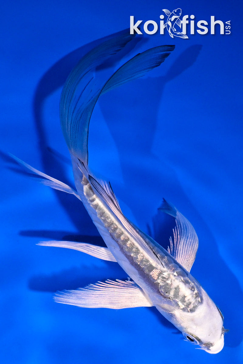 5" GINRIN ARAGOKE KIKOKURYU BUTTERFLY