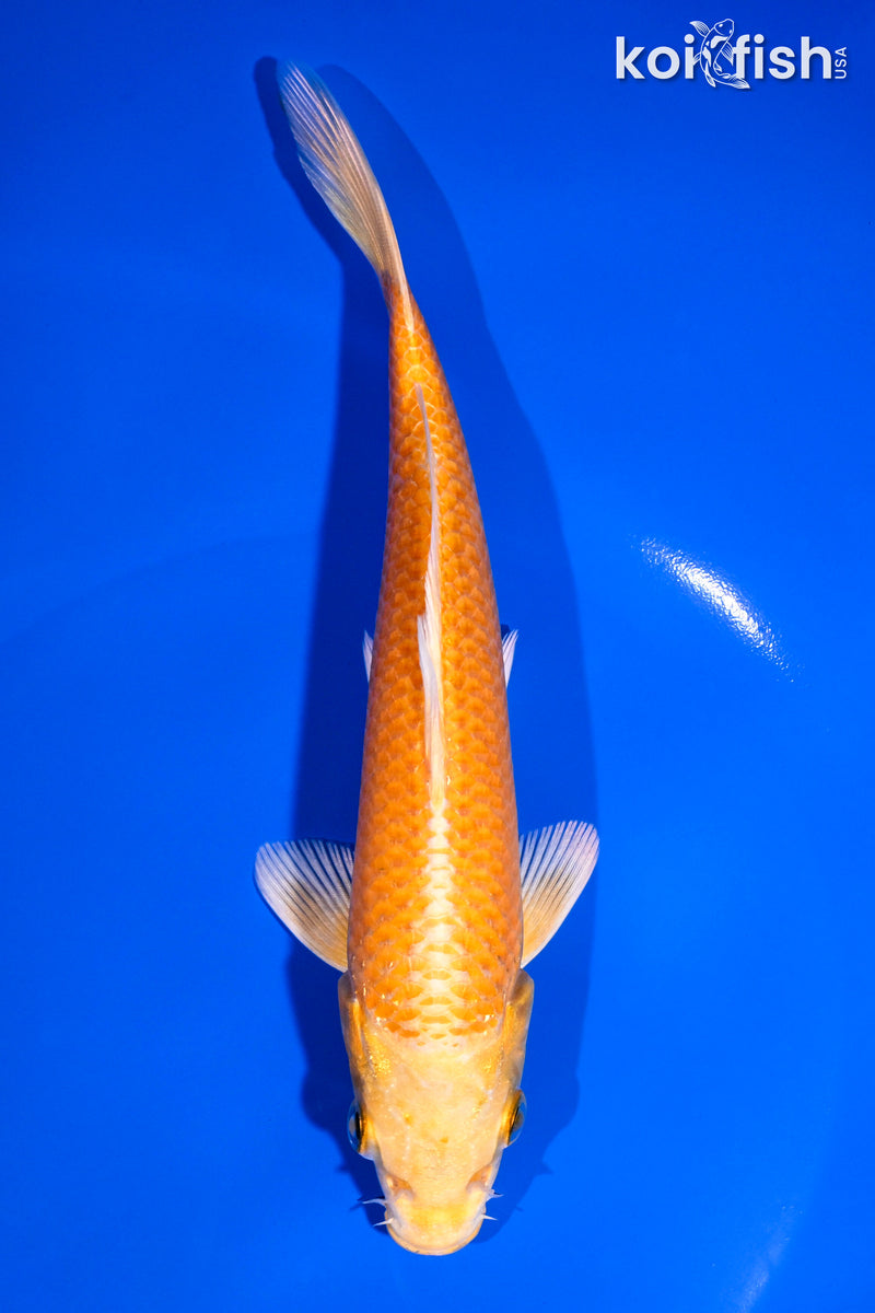 6.75" YAMABUKI OGON