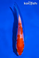 4" KOHAKU