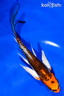 5.5" BENI KIKOKURYU BUTTERFLY