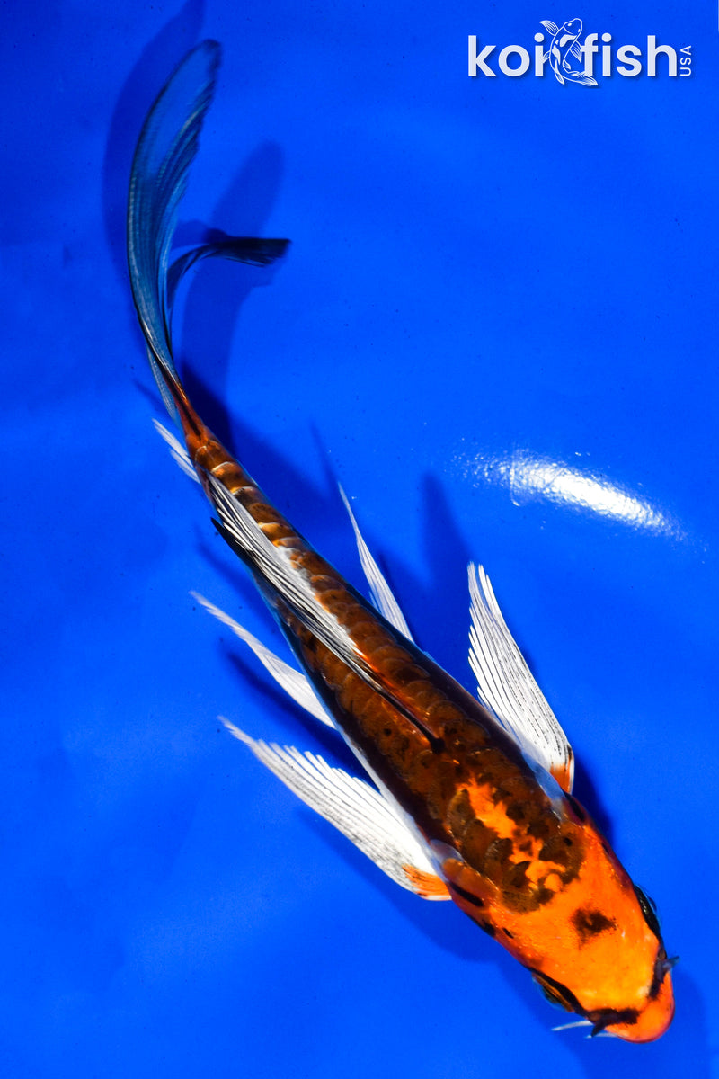 5.5" BENI KIKOKURYU BUTTERFLY