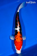 15.25" BENI KUMONRYU